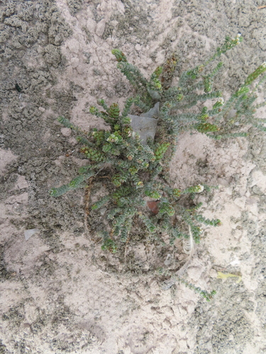 Hebenstretia cordata, photograph 5