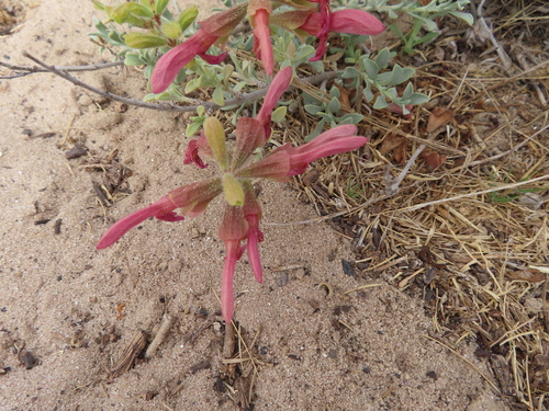 Salvia lanceolata, photograph 4