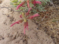 (c) linkie, some rights reserved (CC BY) Salvia lanceolata, photograph (c) linkie, some rights reserved (CC BY)