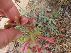 (c) linkie, some rights reserved (CC BY) Salvia lanceolata, photograph (c) linkie, some rights reserved (CC BY)