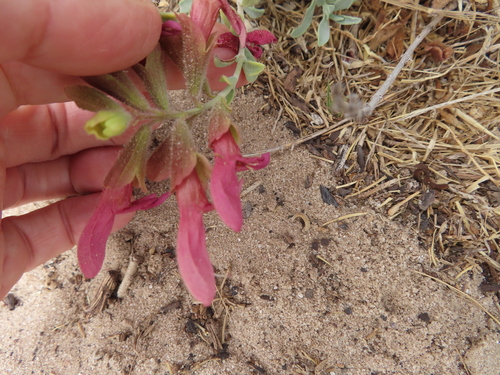 Salvia lanceolata, photograph 1