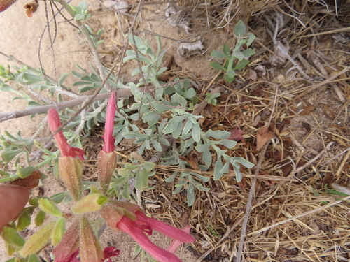 Salvia lanceolata