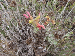 (c) linkie, some rights reserved (CC BY) Salvia lanceolata, photograph (c) linkie, some rights reserved (CC BY)