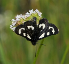 Alypia mariposa