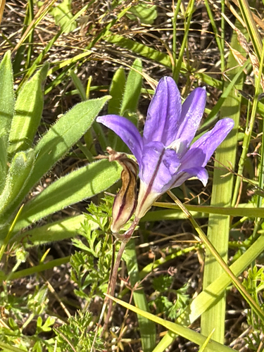 Brodiaea coronaria, photograph 3