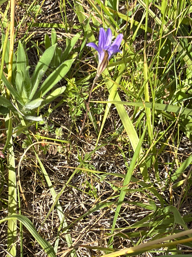 Brodiaea coronaria, photograph 6