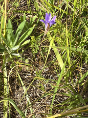 Brodiaea coronaria, photograph (c) Aaron Liston, some rights reserved (CC BY)