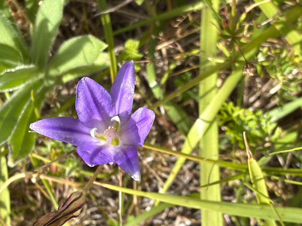 Brodiaea coronaria; photograph (c) Aaron Liston, some rights reserved (CC BY)