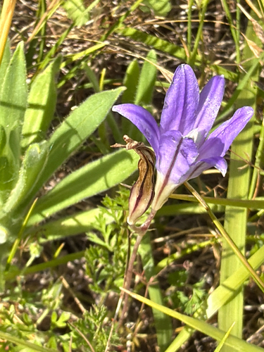 Brodiaea coronaria, photograph 4
