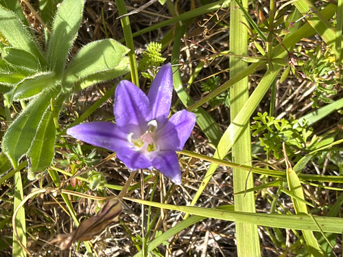 Brodiaea coronaria, photograph 5