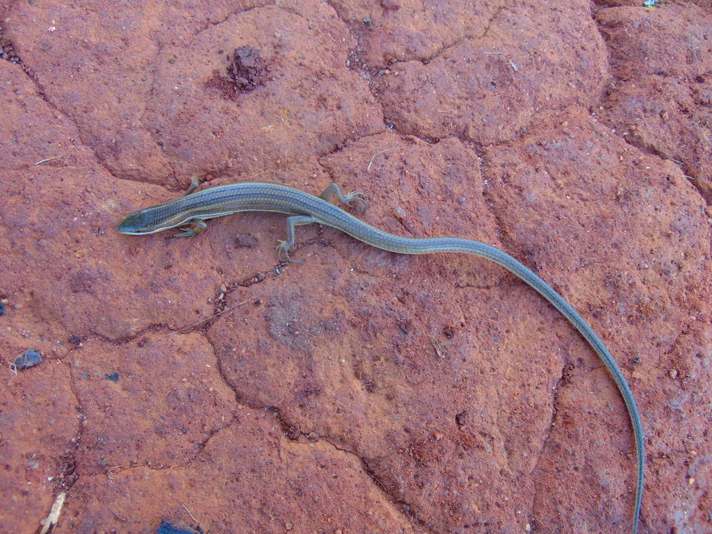 Grass-top Skink