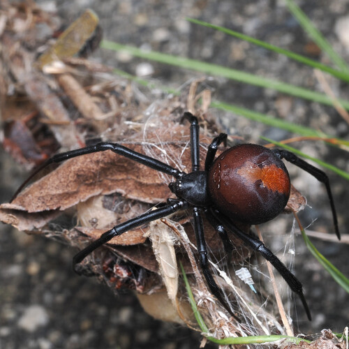 Redback Spider