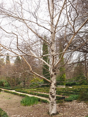 Betula pendula fontqueri