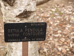 Betula pendula fontqueri