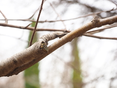 Betula pendula fontqueri