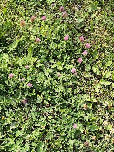 Red Clover