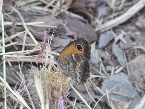 Southern Gatekeeper
