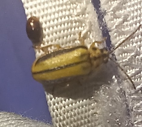 Elm Leaf Beetle