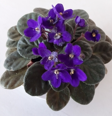 Streptocarpus ionanthus