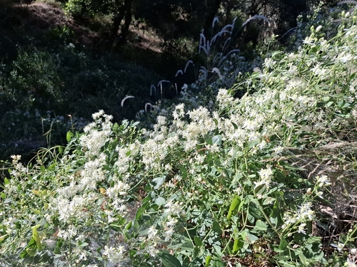 fragrant virgin's-bower