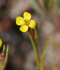 Camissonia contorta