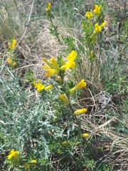 Chamaecytisus ratisbonensis