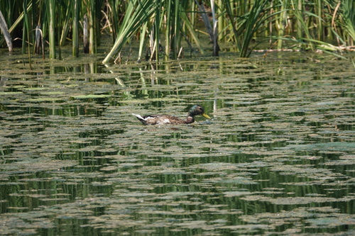 Mallard