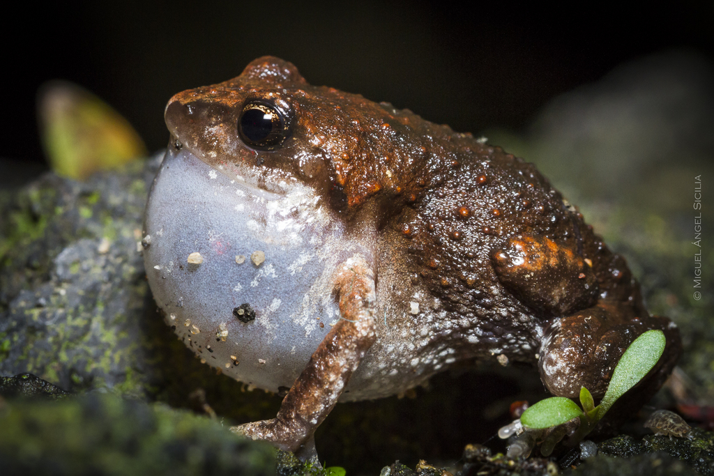 Great Peeping Frog