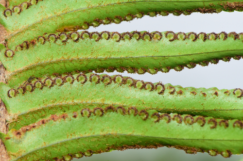 Nephrolepis hirsutula observed 2026-06-27