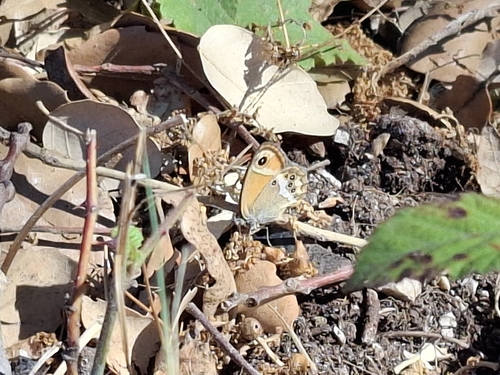 Dusky Heath
