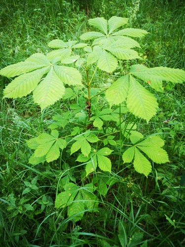 Paprastasis kaštonas