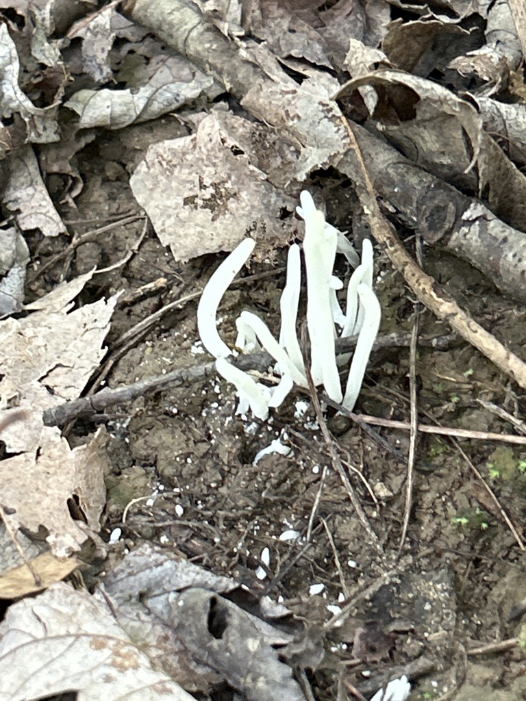Fairy Fingers