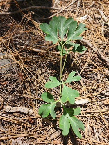 iNaturalist observation photo of Brown's Peony