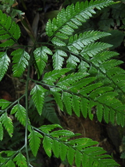 Arachniodes pseudoaristata