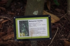 Vanilla griffithii