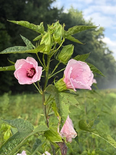 Halberd-leaf Rosemallow
