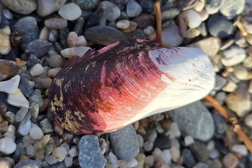 Modiolus lulat