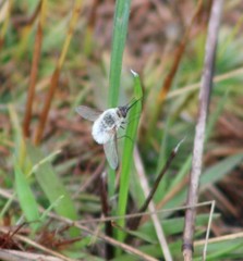 Systoechus candidulus