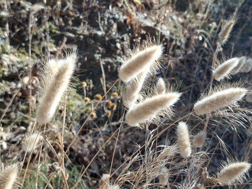 Hare's Tail Grass