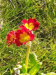 Primula × polyantha