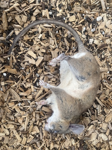 iNaturalist observation photo of Big-eared Woodrat