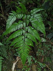 Arachniodes pseudoaristata