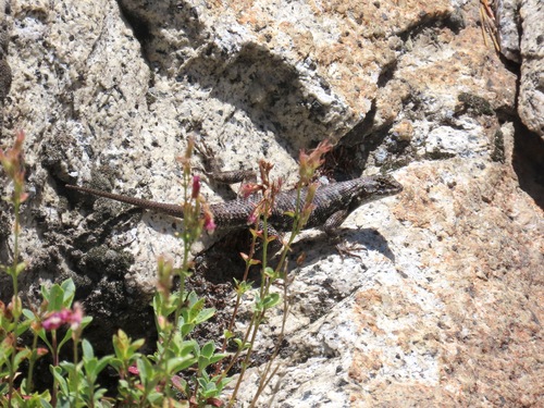 iNaturalist observation photo of Western Fence Lizard