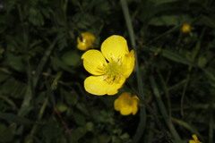 Ranunculus neapolitanus