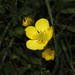 Ranunculus neapolitanus - Photo (c) Σάββας Ζαφειρίου (Savvas Zafeiriou), osa oikeuksista pidätetään (CC BY-NC), lähettänyt Σάββας Ζαφειρίου (Savvas Zafeiriou)
