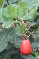 Anacardium occidentale