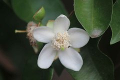 Psidium friedrichsthalianum