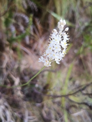 Bulbinella trinervis