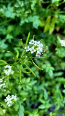 watercress