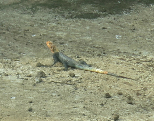 Peters's Rock Agama